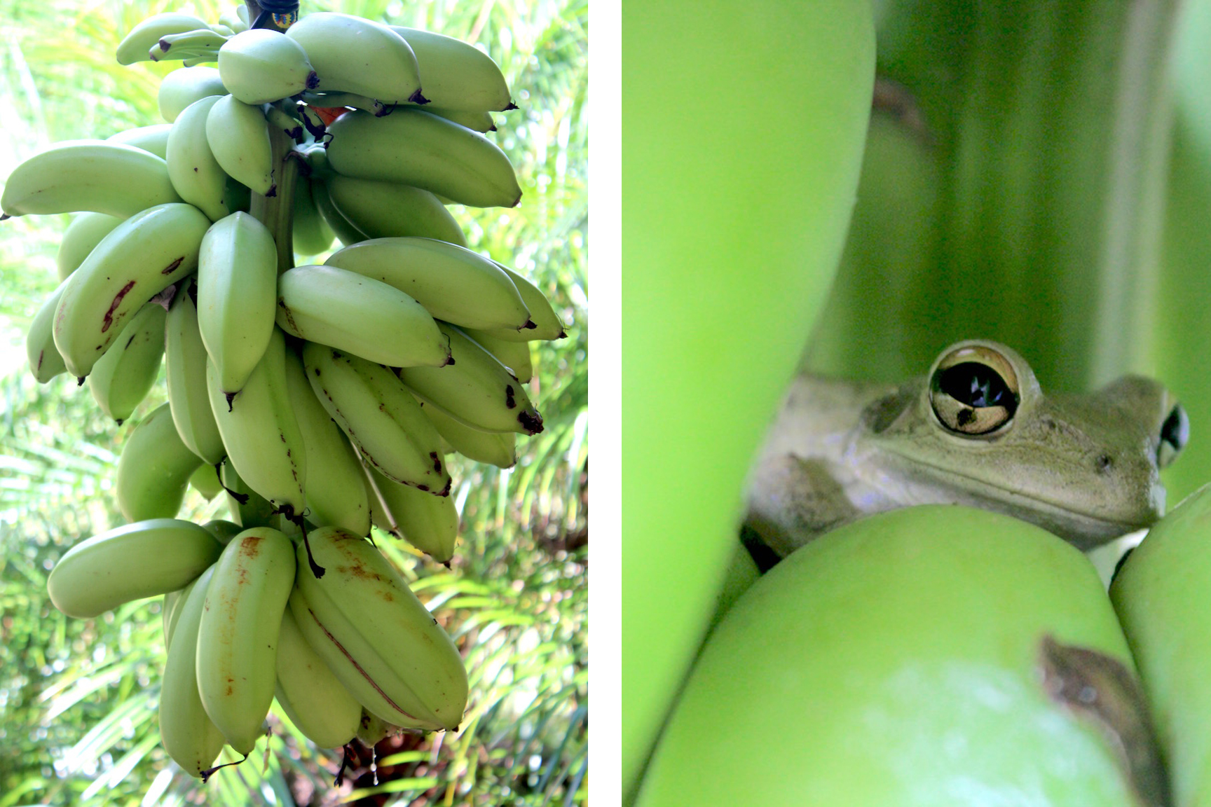 banana trees