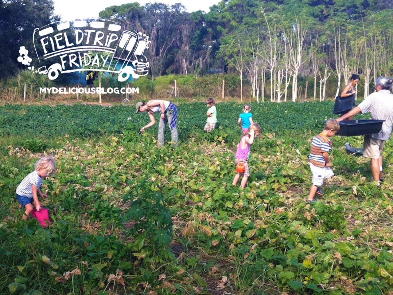 Gleaning at Jessica's Farm