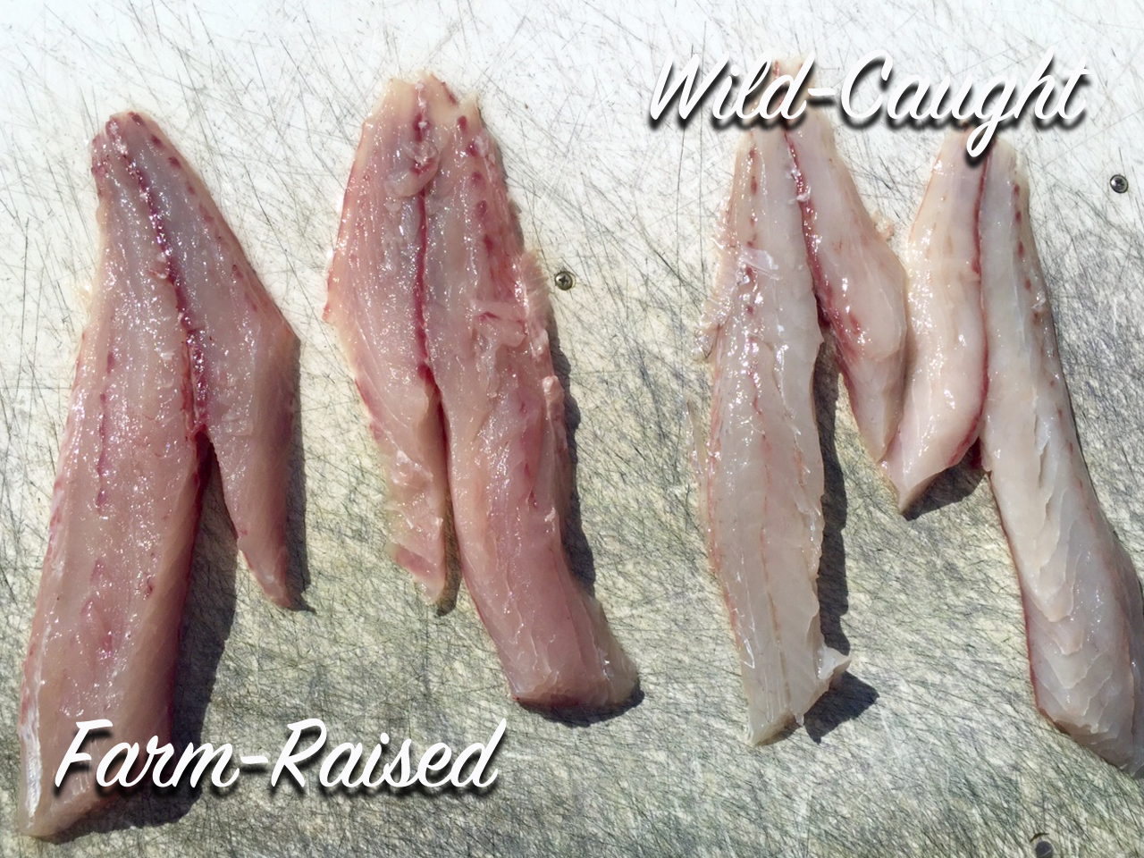 Redfish fillets