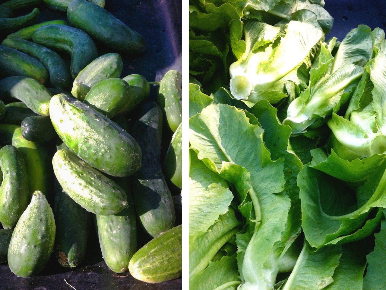 gleaning healthy vegetables