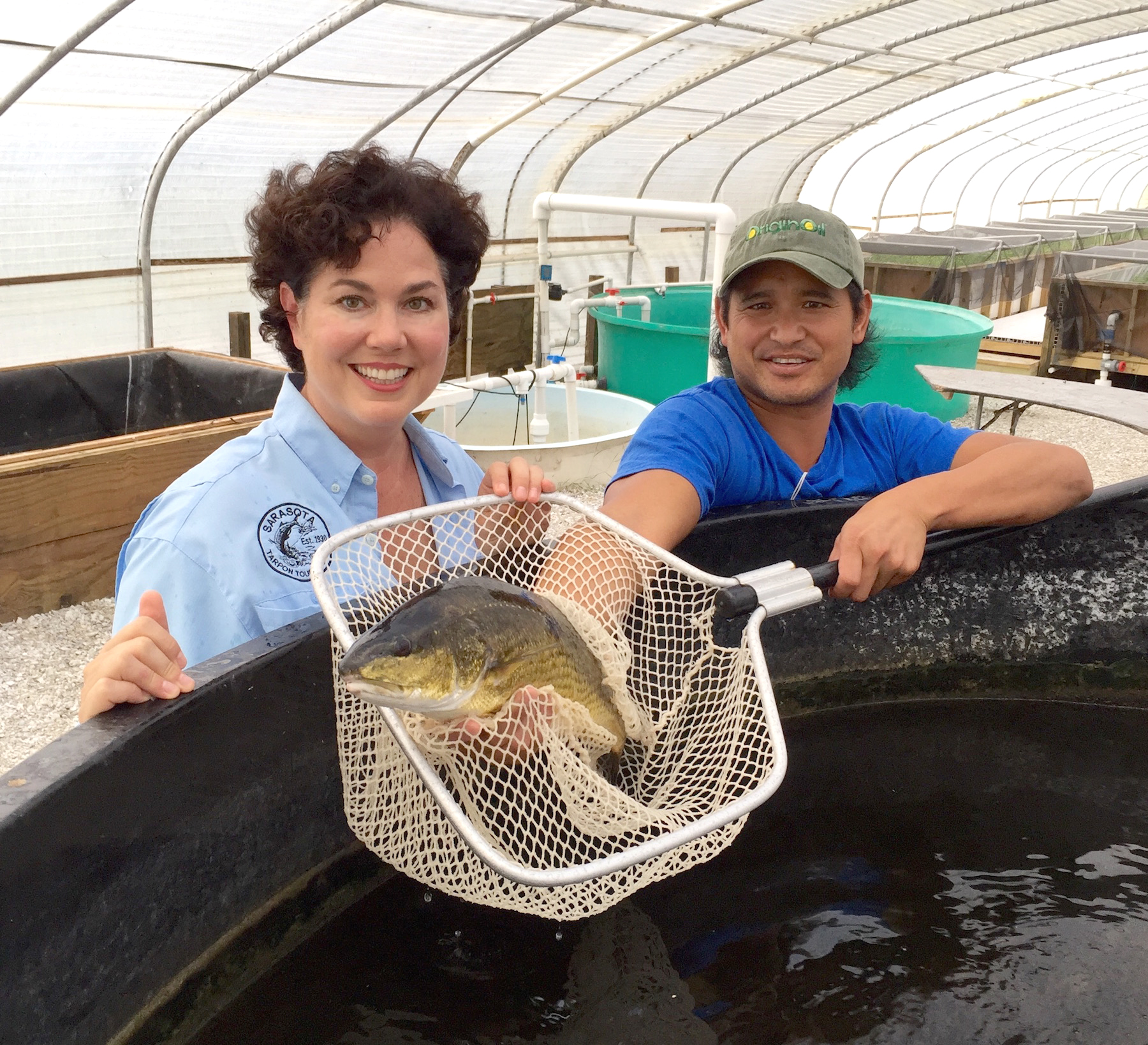 Mote Redfish farm raised