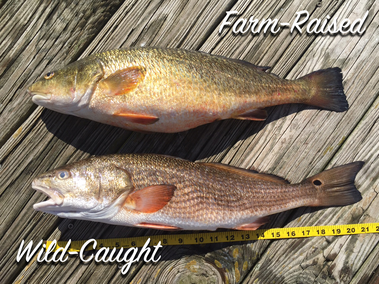 Redfish farm raised and wild