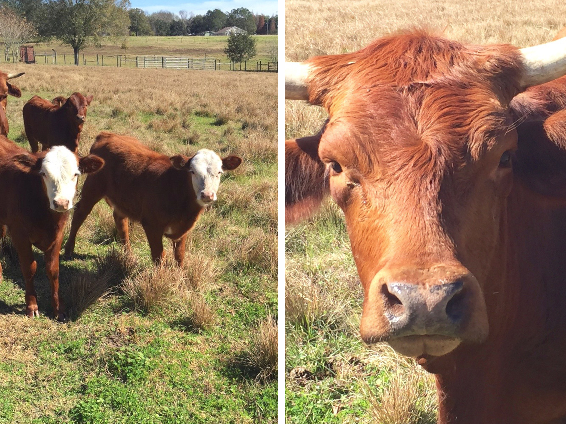 Dade City Cows Kumquat