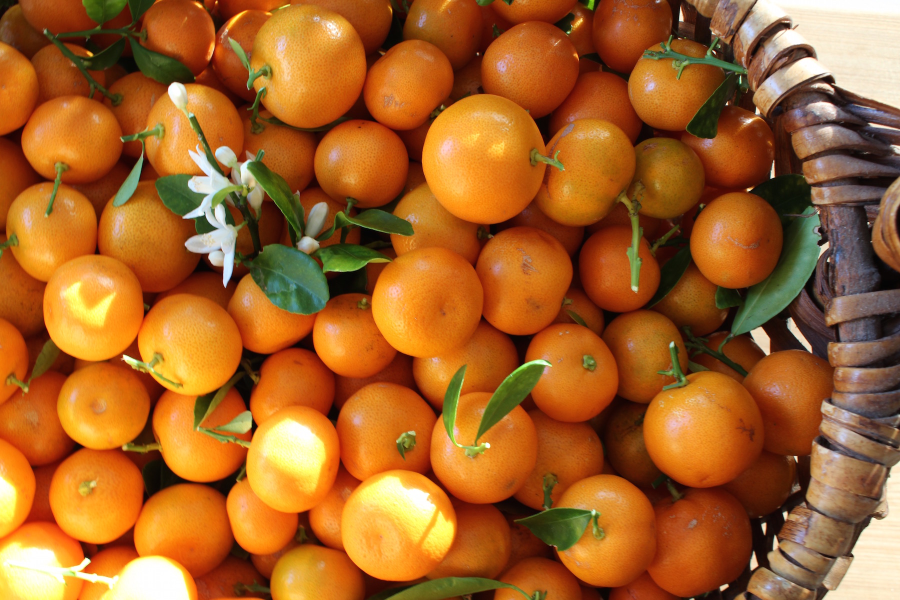 calamondins in basket