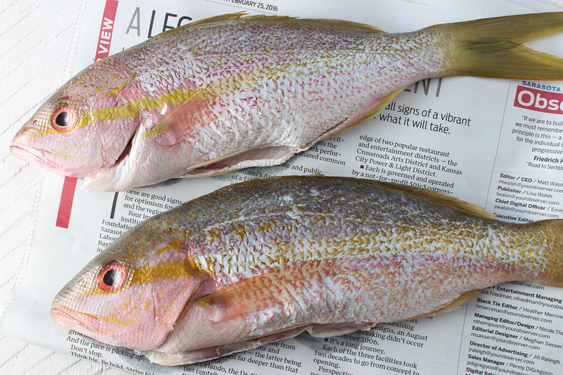 yellowtail snapper whole fish