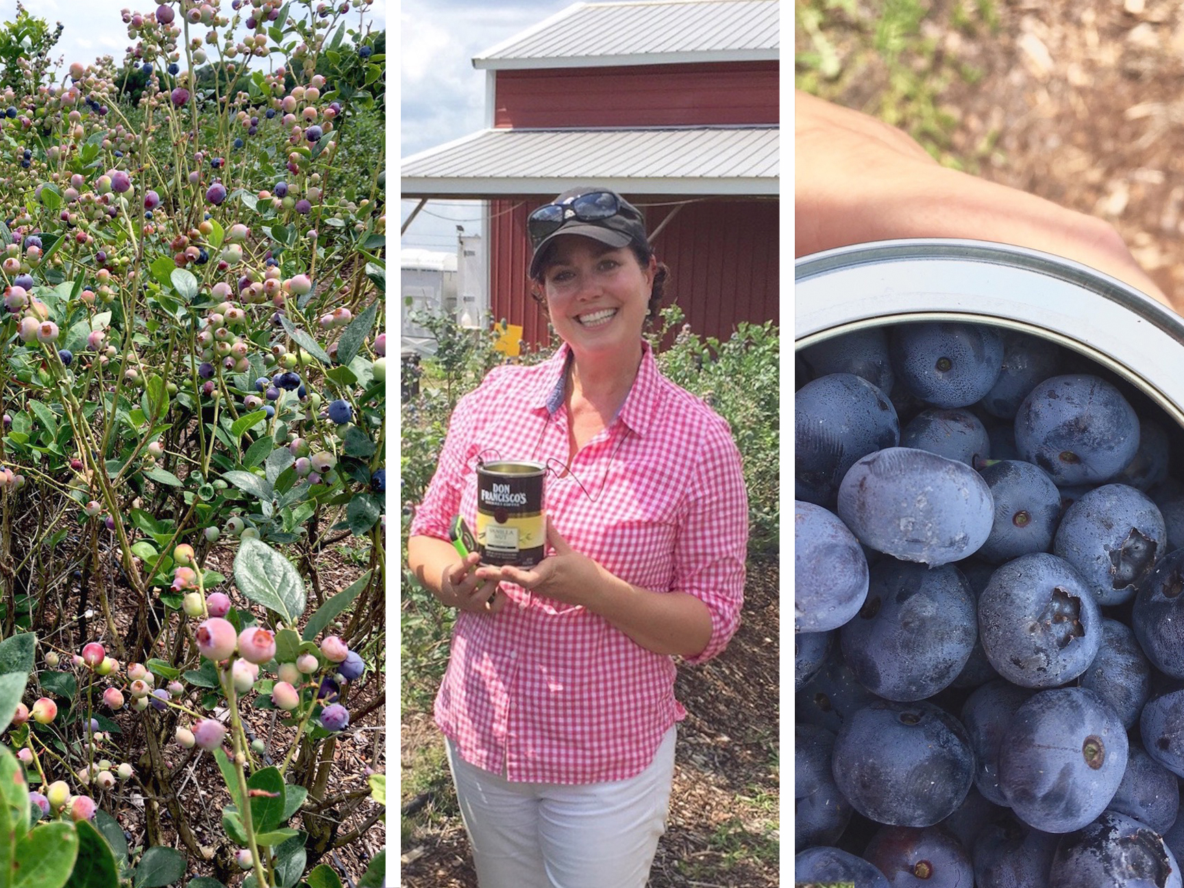 Field Trip Blueberry Picking