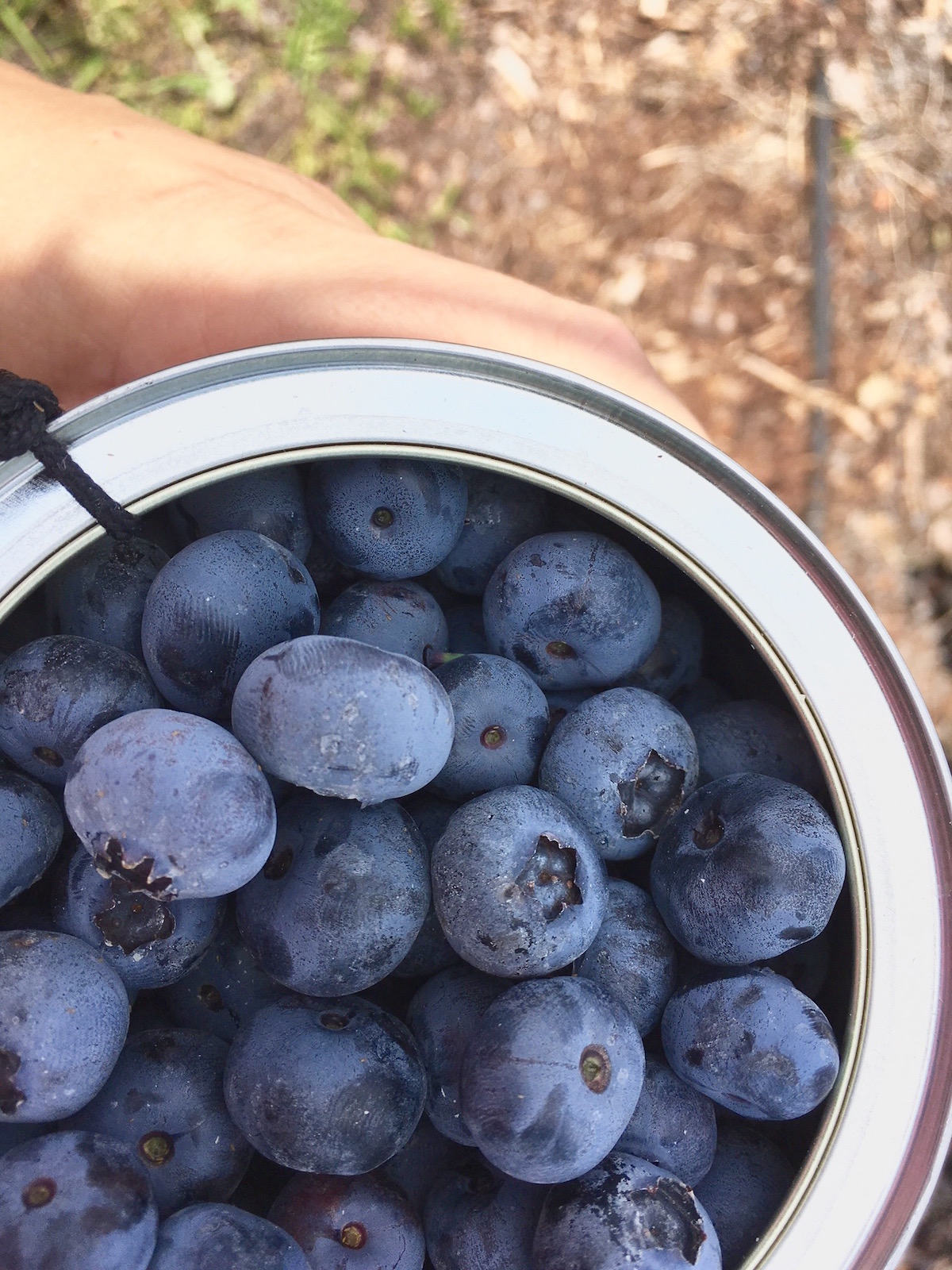 blueberry picking