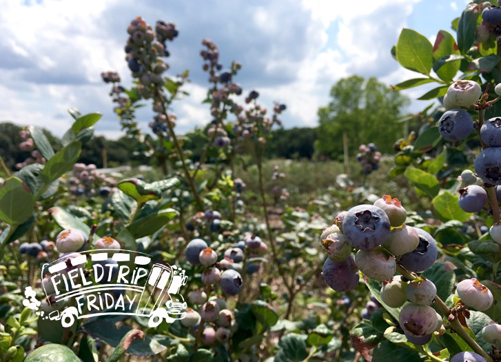 Field Trip Friday Blueberry Picking