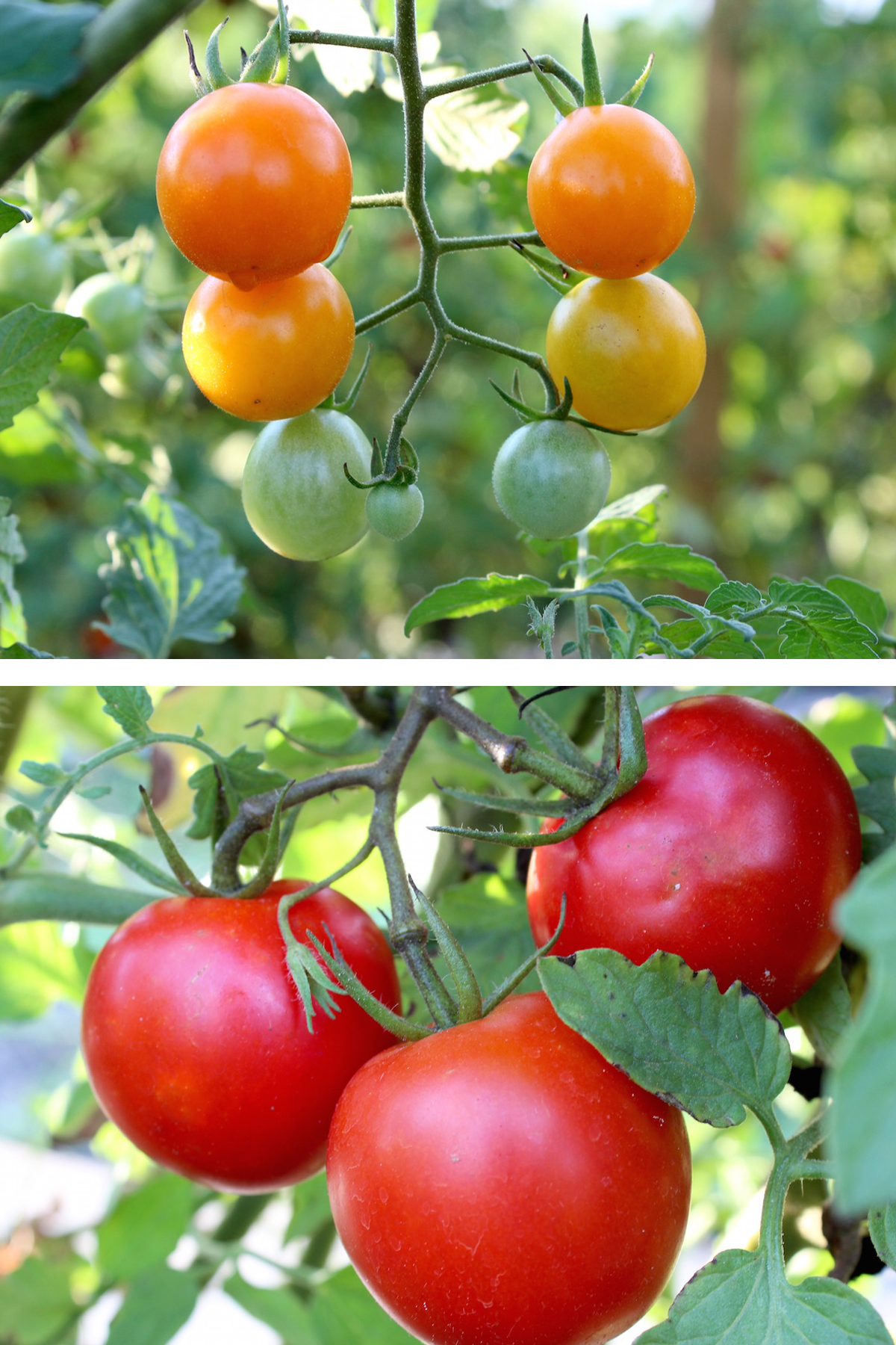 red and yellow tomatoes