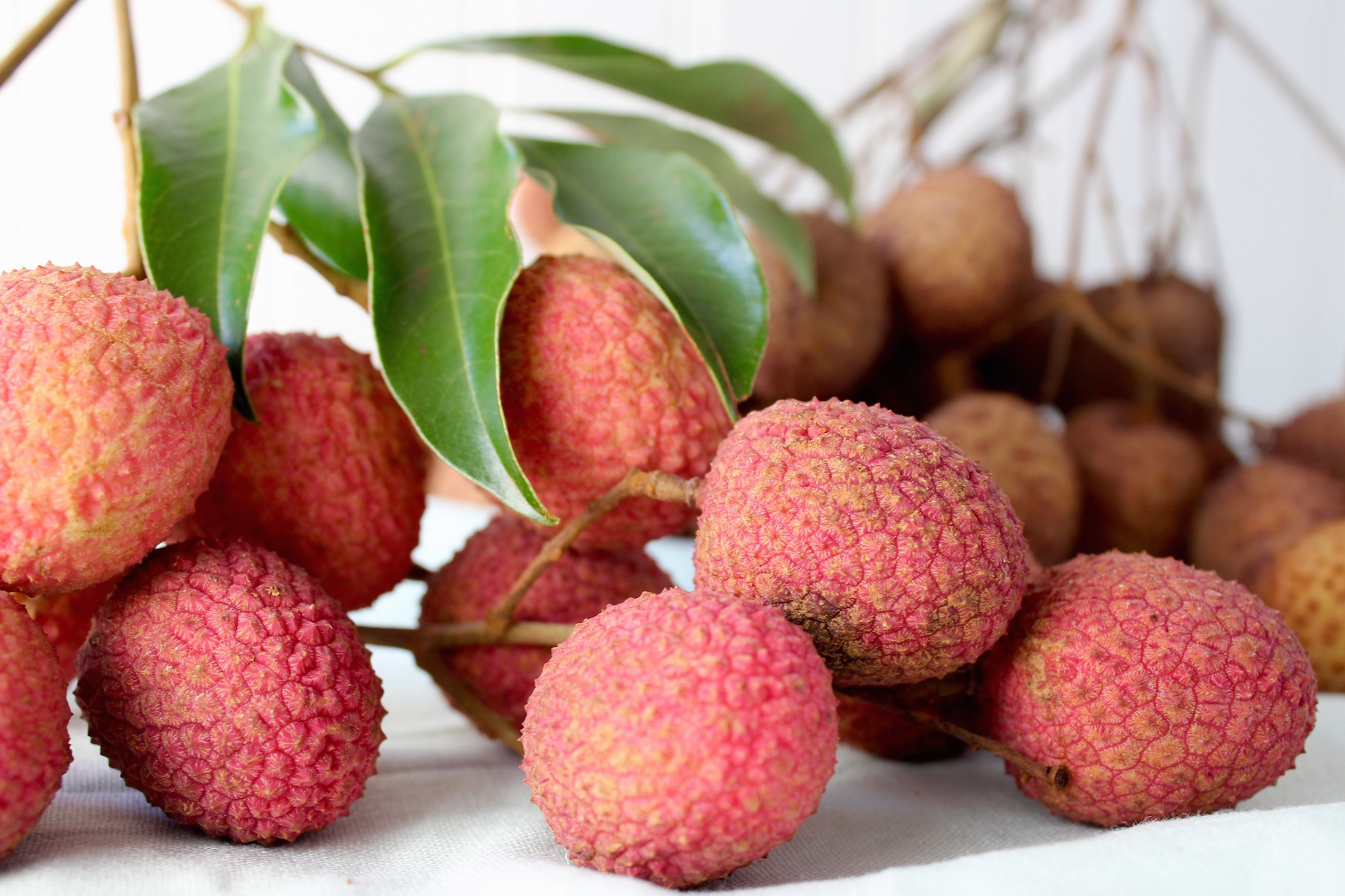 lychees in florida