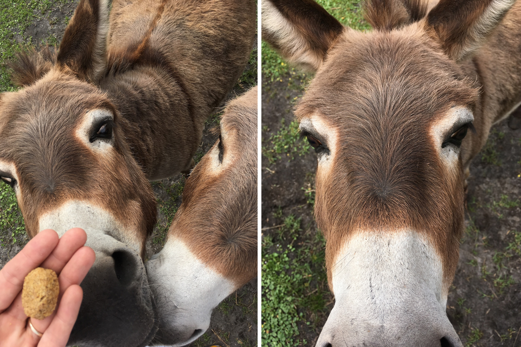 Geraldson Farm Donkeys