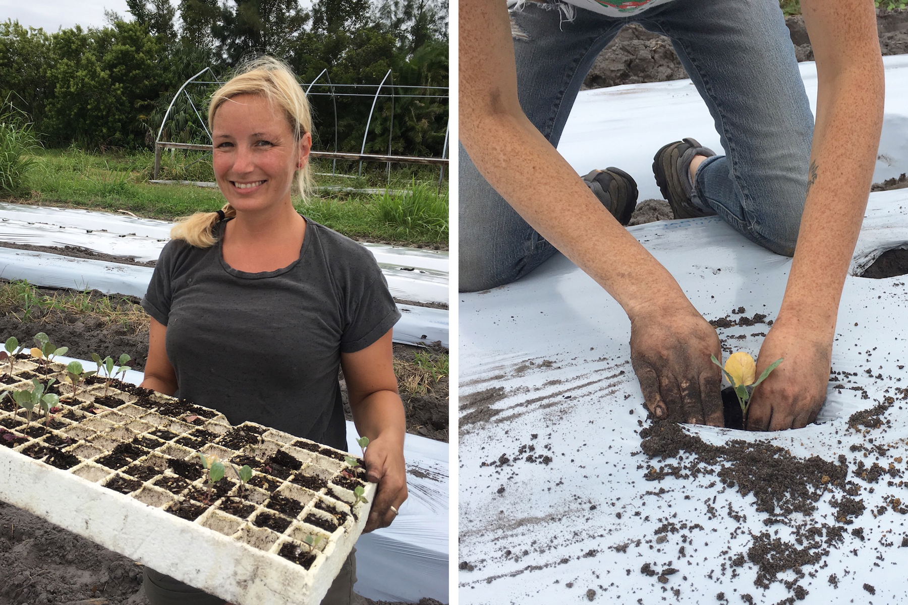 Geraldson Farm Planting