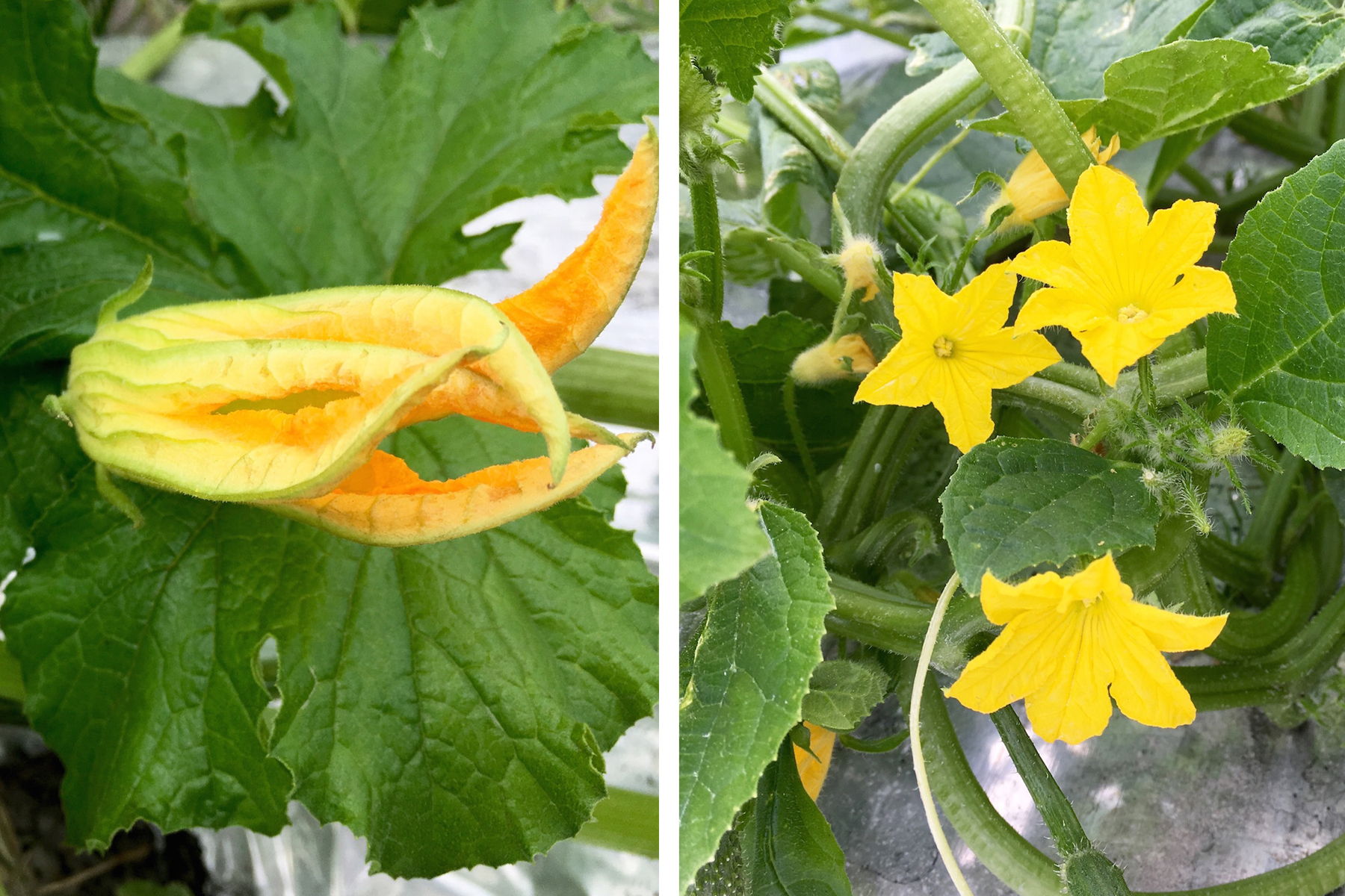 Geraldson Squash blossoms