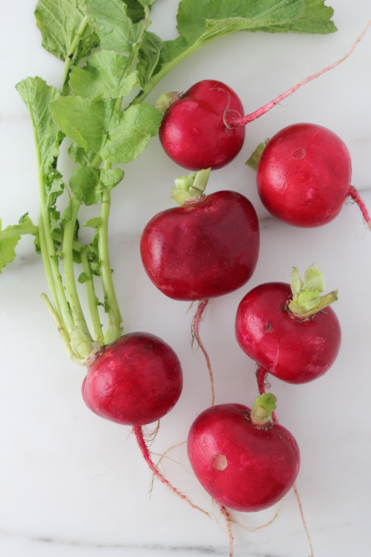 Celesta Radish