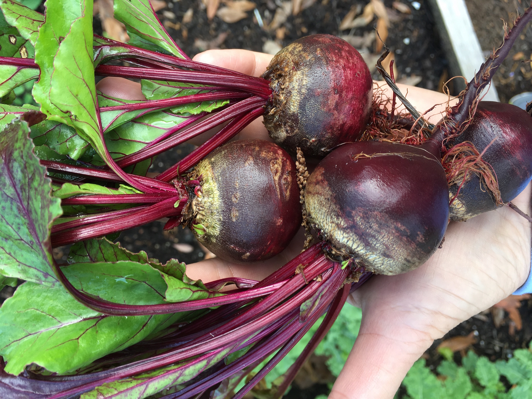 Freshly Picked Beets