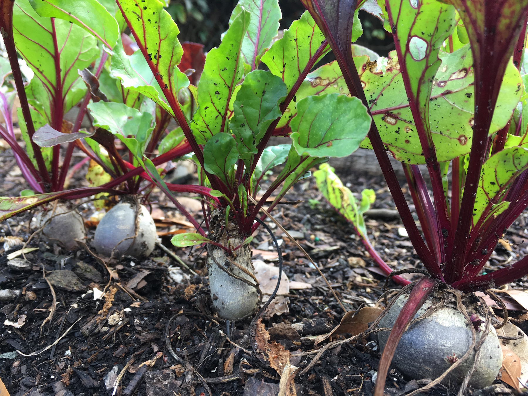 Garden Beets