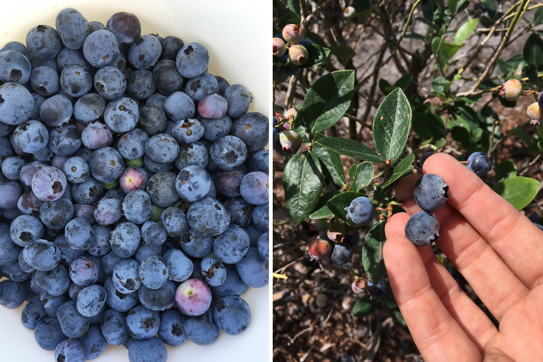 Blueberry Picking