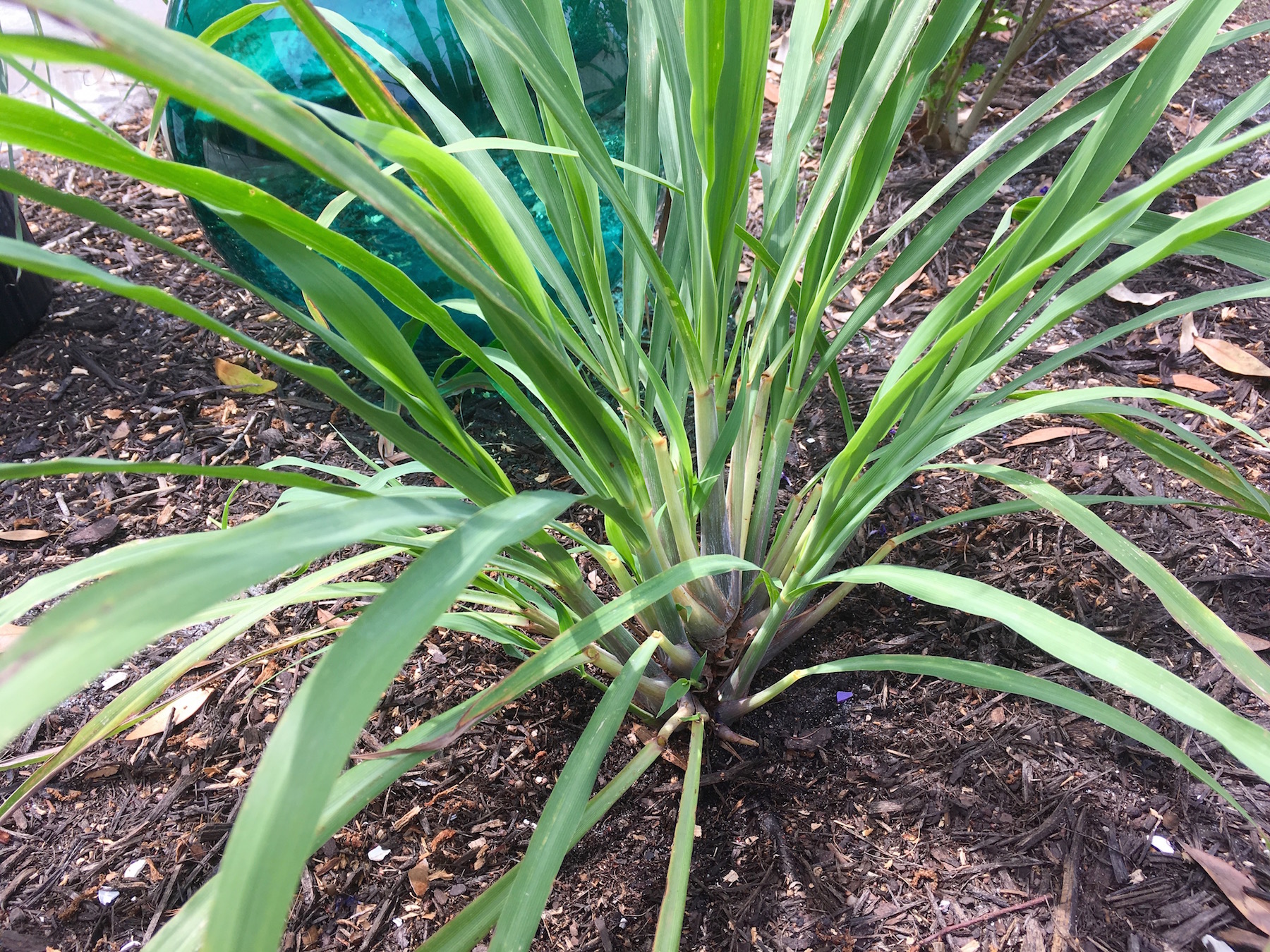 Fresh lemongrass