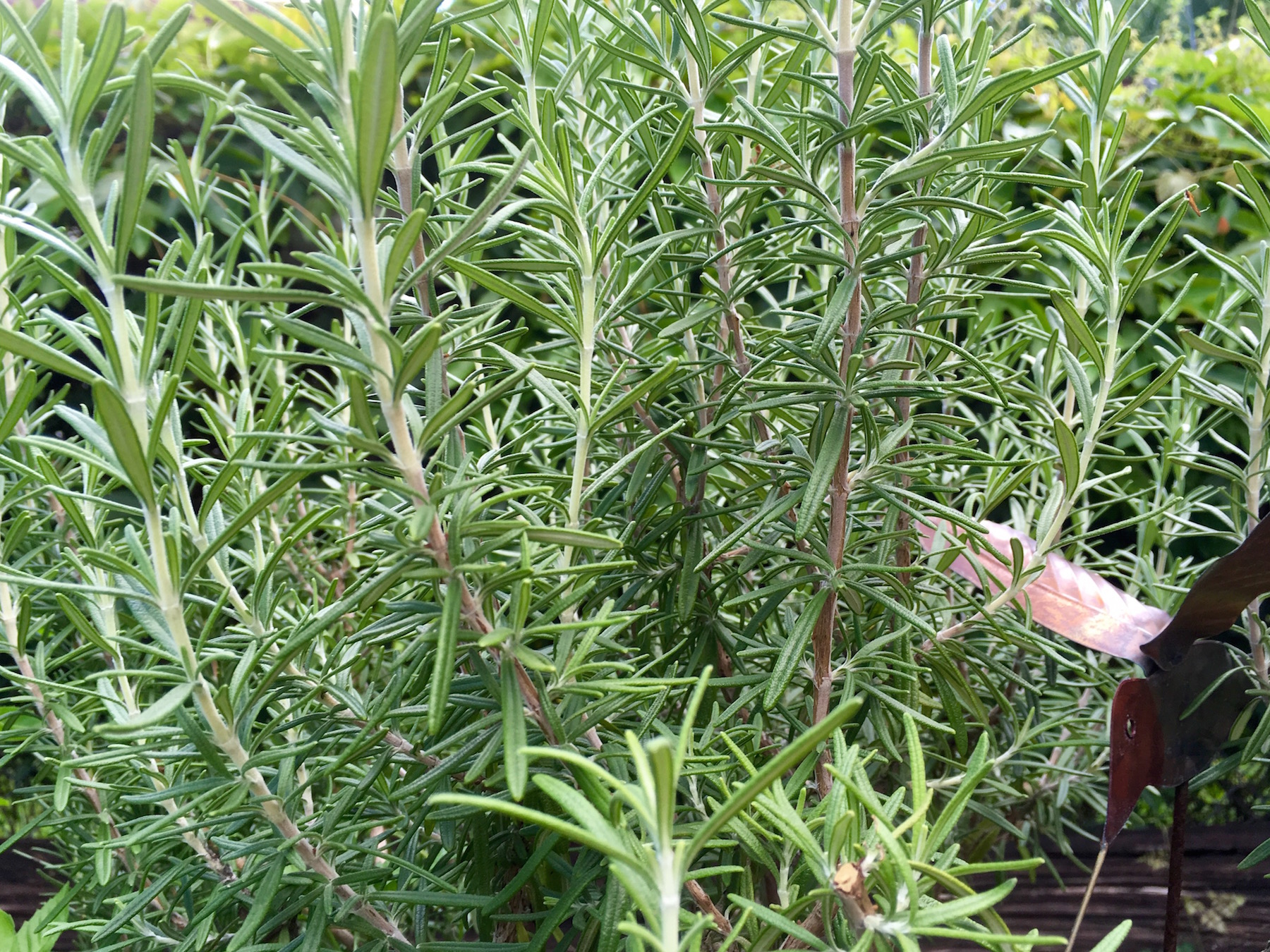 Fresh Rosemary