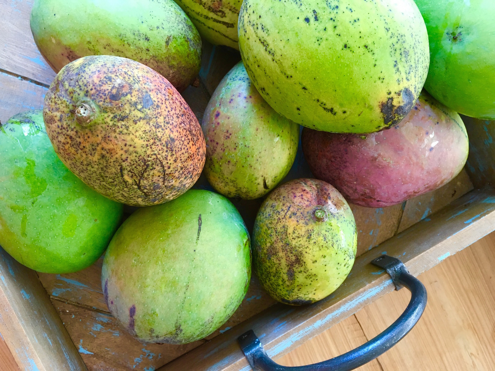 Fresh Florida Mangoes