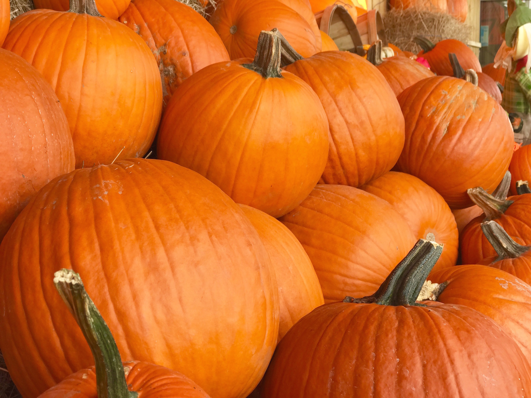 Fall pumpkins