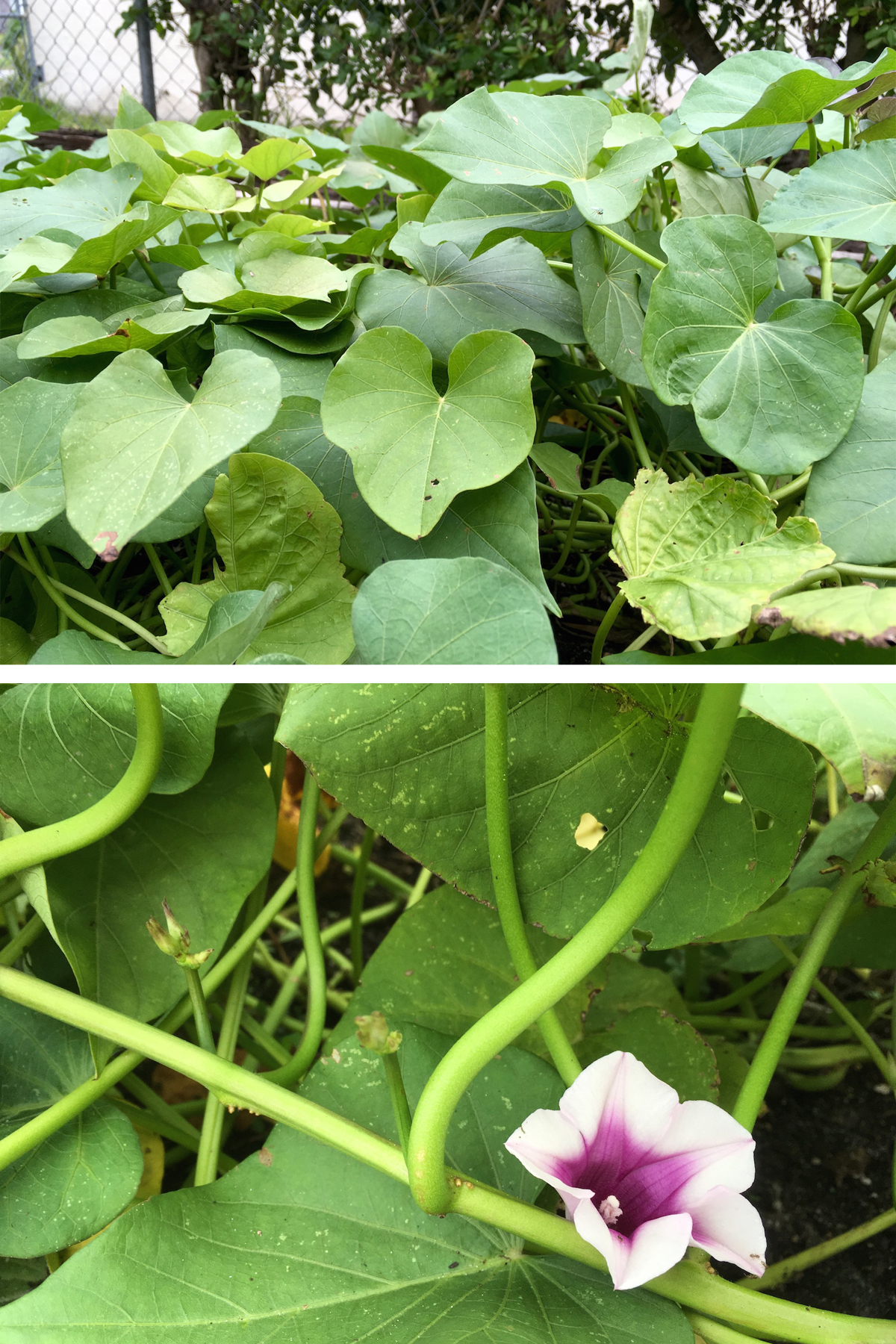 Edible Sweet Potato Vines