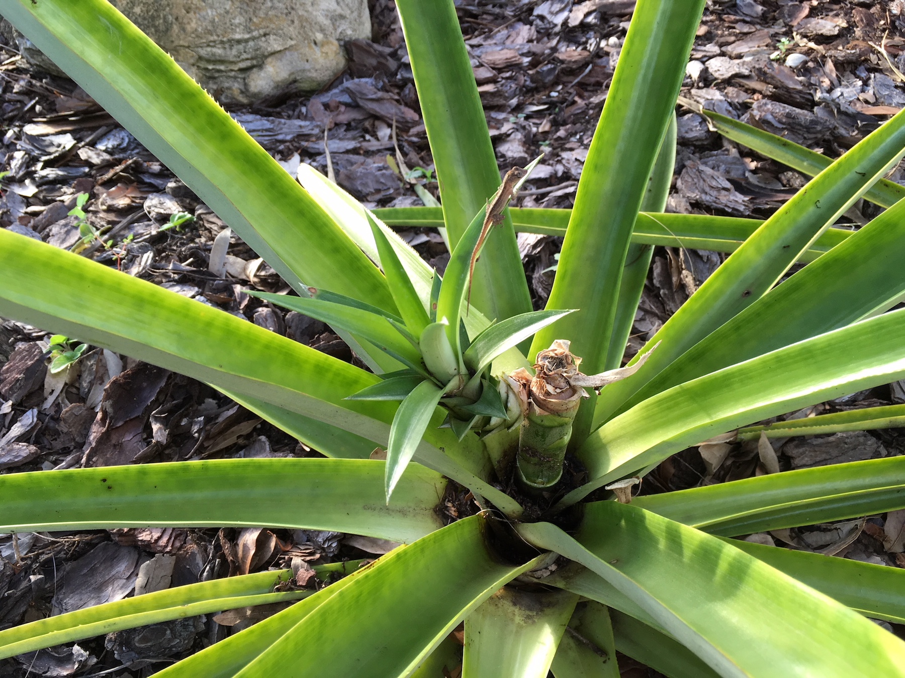 Pineapple sucker