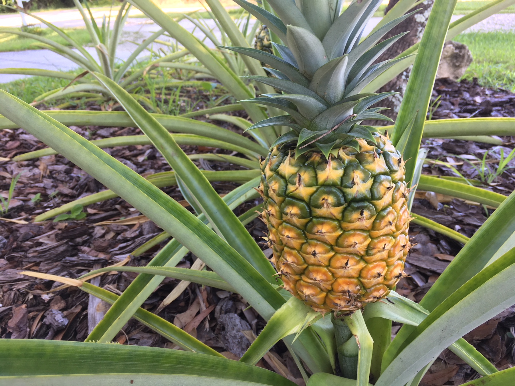 Ripe Pineapple