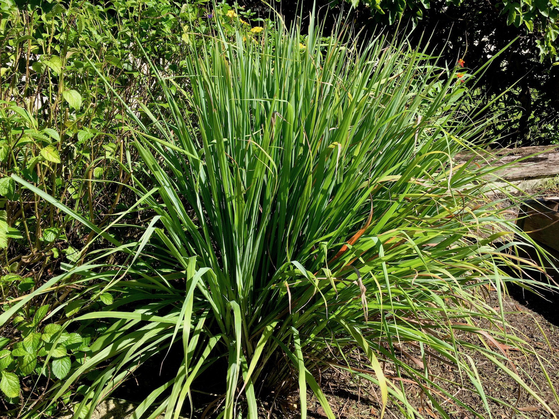 Lemongrass in garden