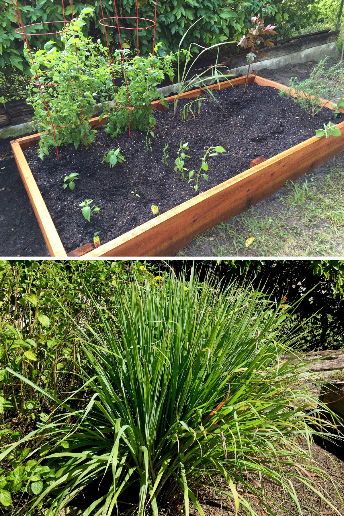 Fresh Lemongrass in Home Garden