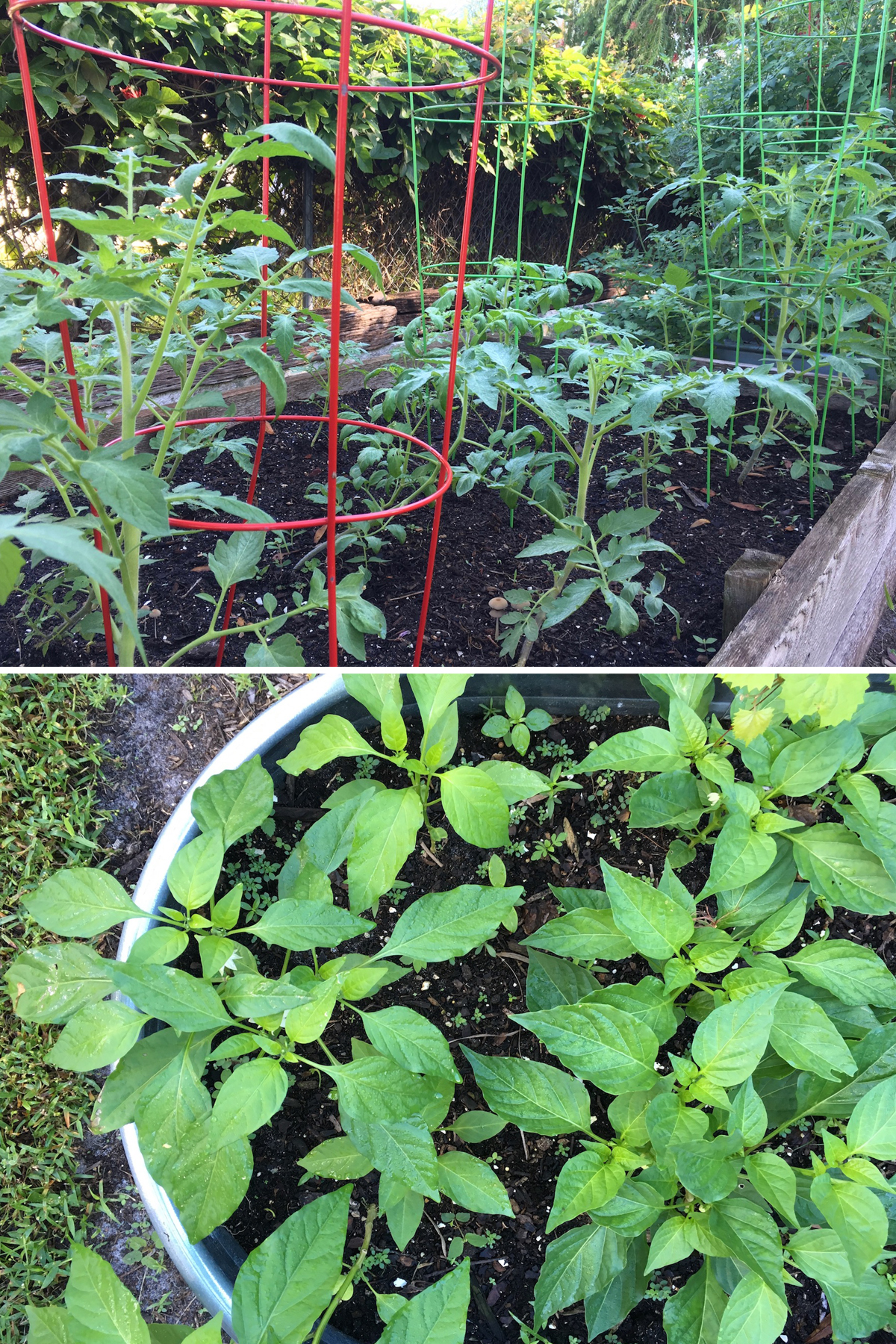 Pepper and tomato plants florida garden