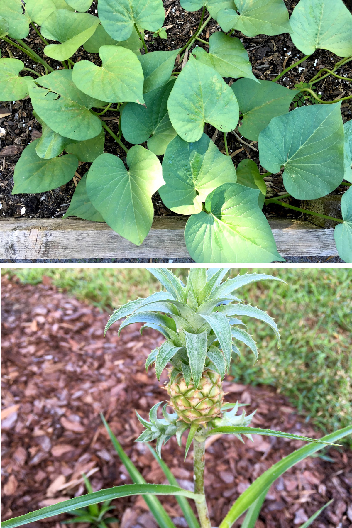 Ornamental Pineapple