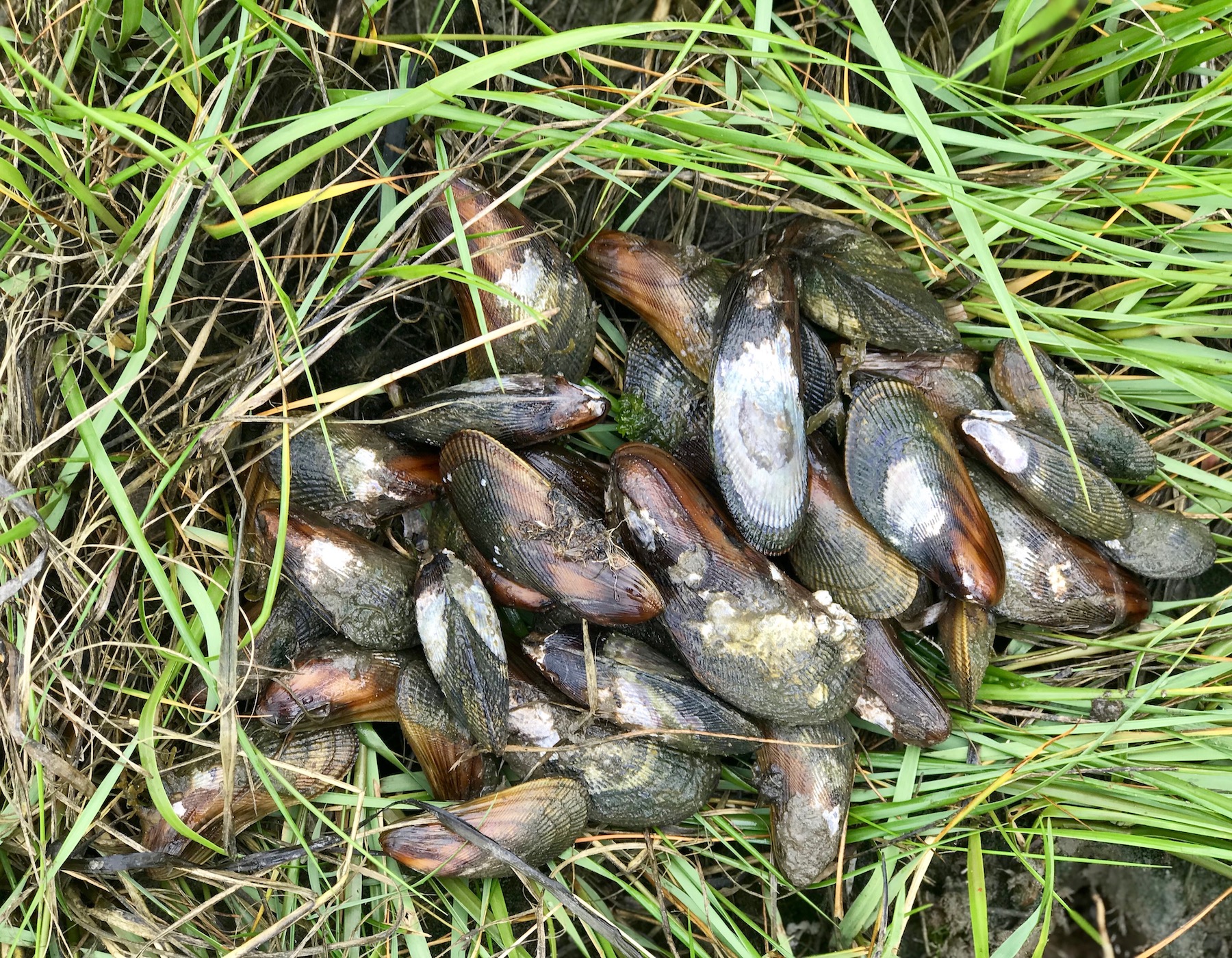 Westport Mussels