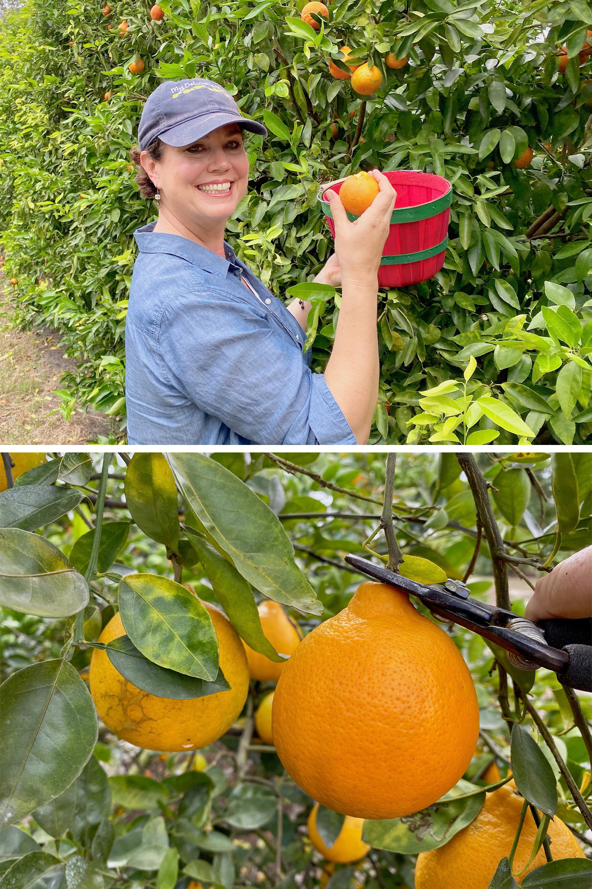 Navel Oranges  Farmer Mikes UPick