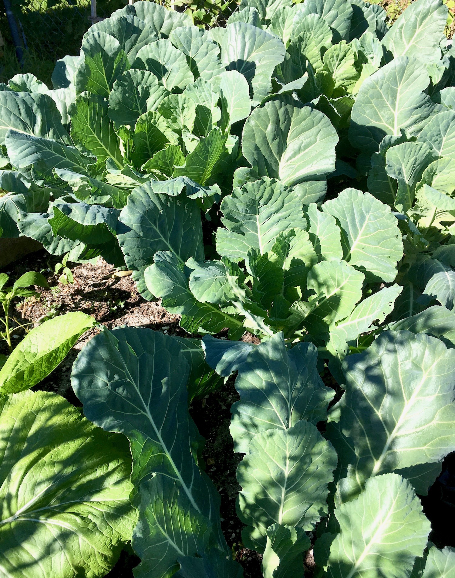 Collard Greens — Neighborhood Farmers Markets