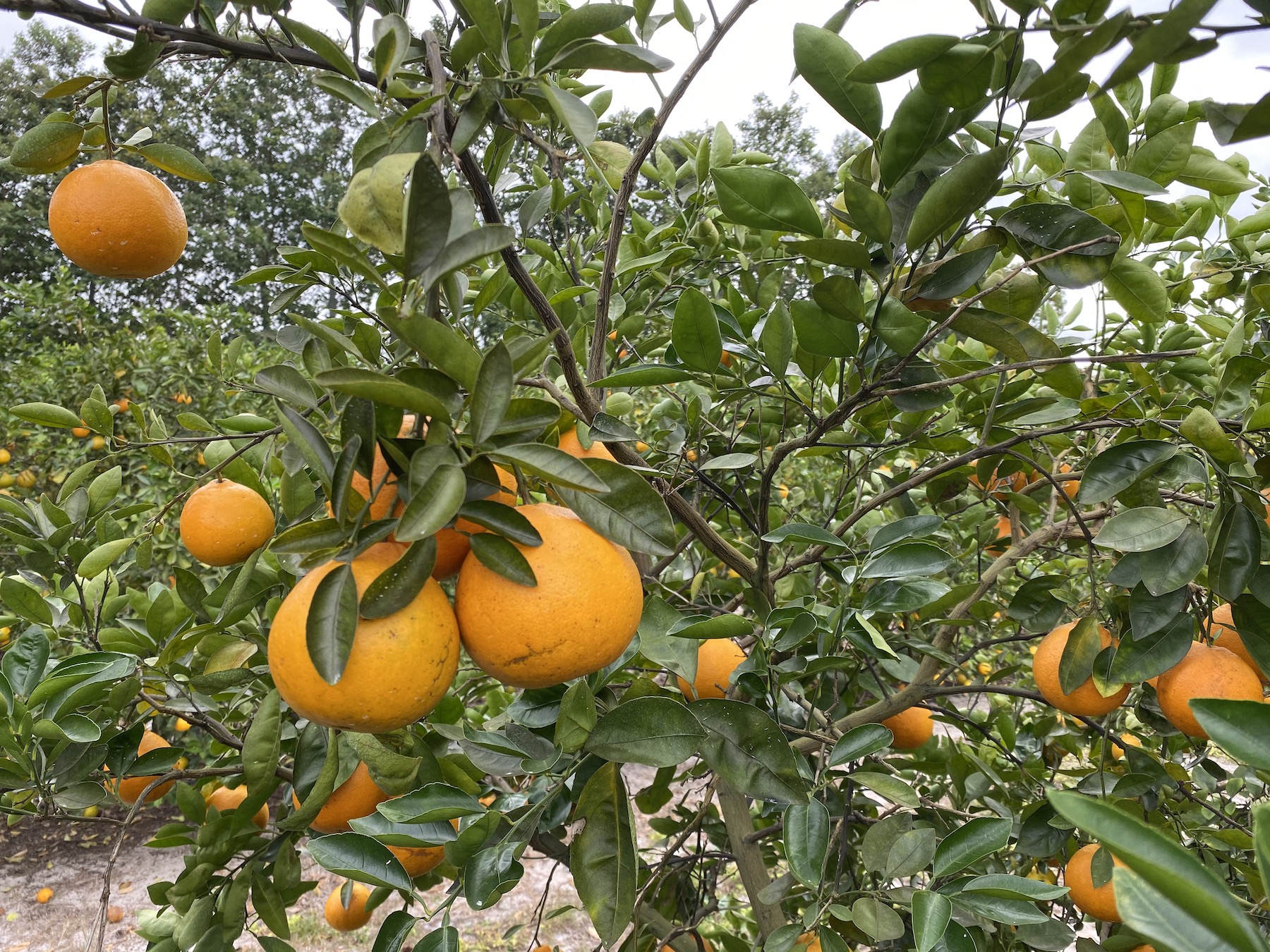 Honeybell oranges on sale