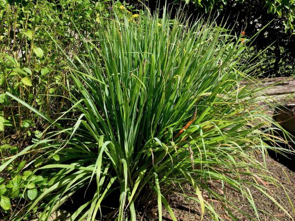 Five Uses for Fresh Lemongrass | My Delicious Blog